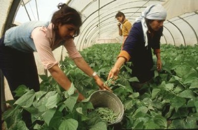 Permiso de conducir gratis para las mujeres del Régimen agrario en Cuevas del Becerro