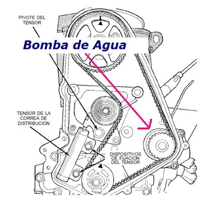 La bomba de agua y la correa de distribución